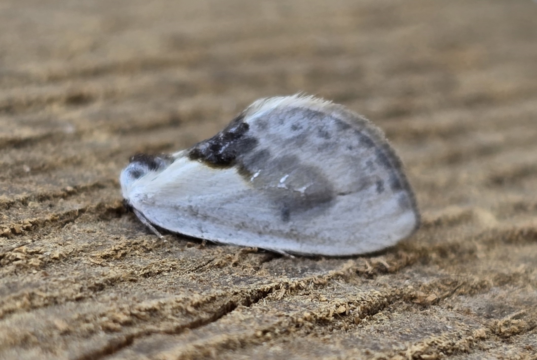 Photo of Chinese Character (Cilix glaucata)